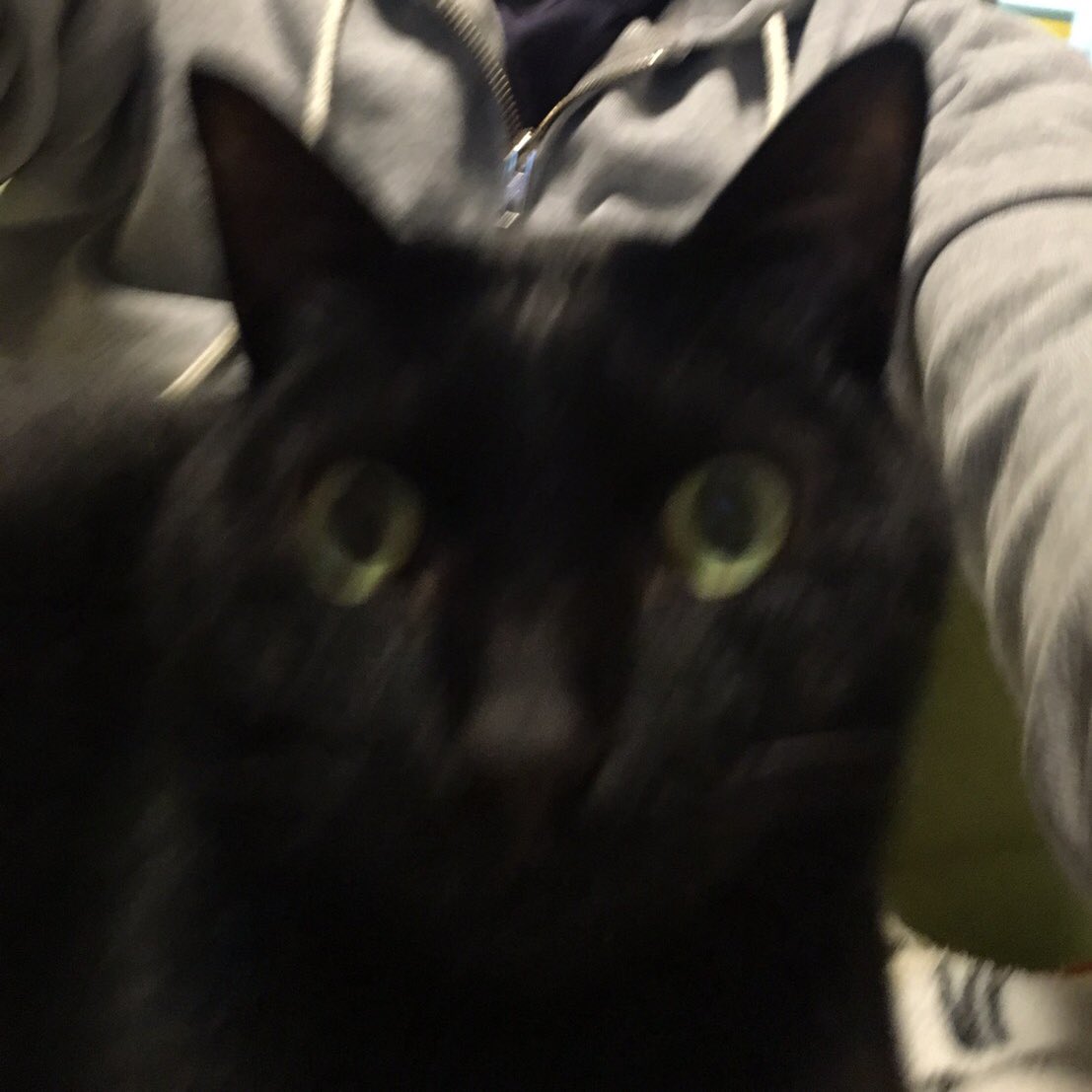 岩合光昭の世界ネコ歩き ジャマイカ 町のヒーローのティティ ブルーマウンテンの子猫たち 母猫許可済 世界ネコ歩き 3ページ目 Togetter