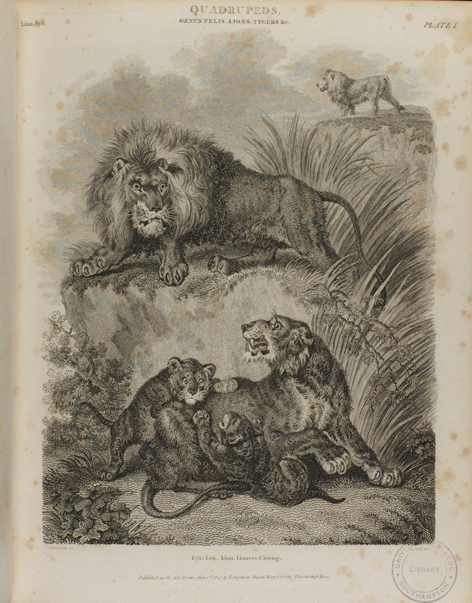 hartleyspecialc's tweet photo. We end our #AnimalsintheArchives theme on a purrfect note with members of the cat family from Rees' Cyclopaedia. #PrintedCollections #ExploreYourArchive #LoveArchives https://t.co/e7VyNQSCf9