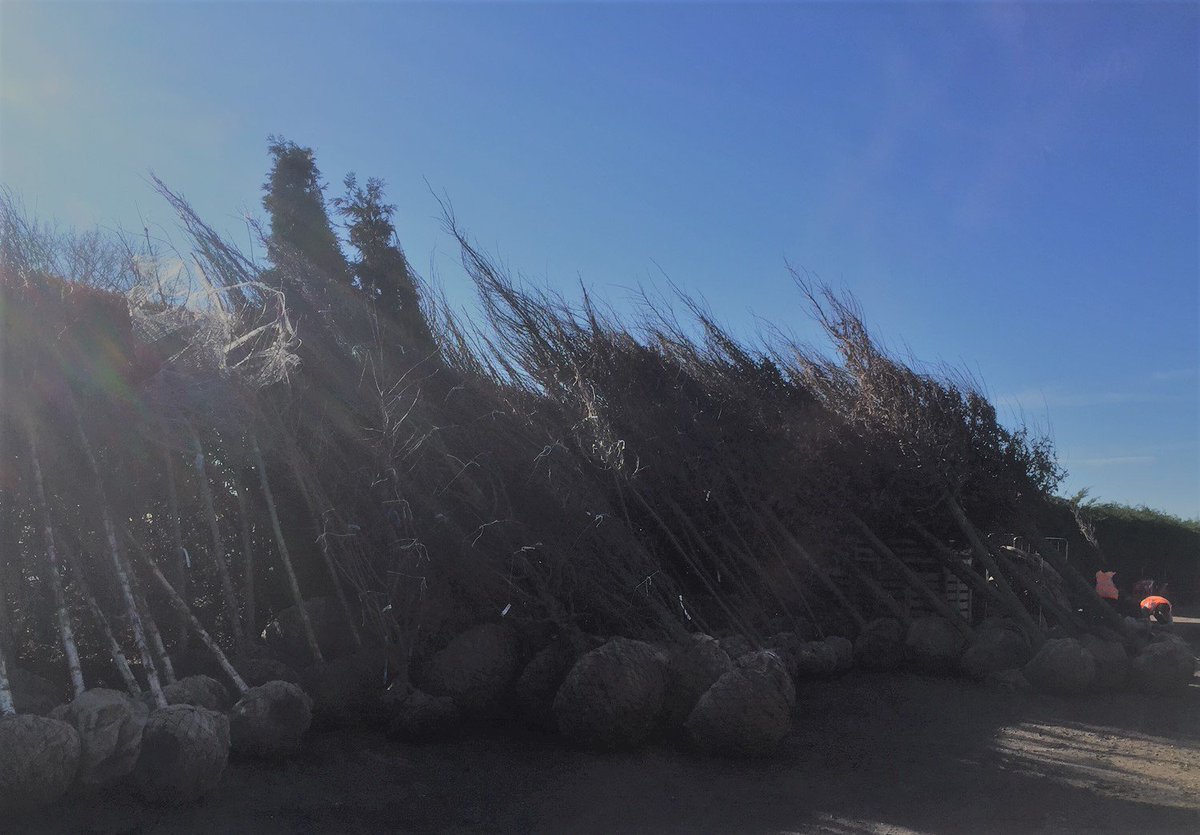 CrowdersNursery's tweet photo. Missing the blue skies a little today but a mini throwback to Monday when rootball trees were the theme of the day! #trees #landscaping #fridayalready #blueskies #Horticulture https://t.co/XQrGgNGHua