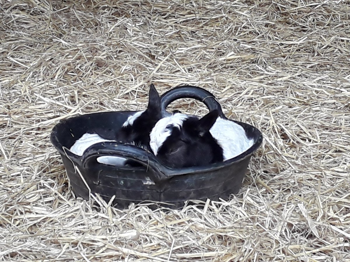 clareworden's tweet photo. Inspecting @NorthNorfolkDC newest recruits for @BBCFarmingToday report on #goats as #conservation tools to come soon https://t.co/BFlvMrx3Yf