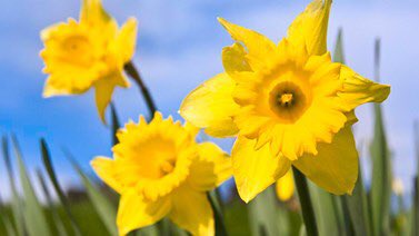 BeeFriendsWorld's tweet photo. 🏴󠁧󠁢󠁷󠁬󠁳󠁿 Happy St David’s Day 🏴󠁧󠁢󠁷󠁬󠁳󠁿 #HappySaintDavidsDay #DyddGwylDewiHapus https://t.co/RX8eDKr0jj