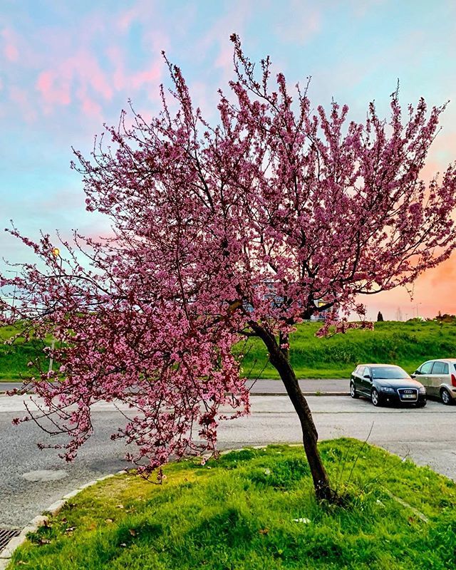 pedrojdoc's tweet image. Um primeiro vulto, rosa deslumbrante, da primavera que aí vem.

#tree #pink #pinktree #Lisbon #árvore #Lisboa