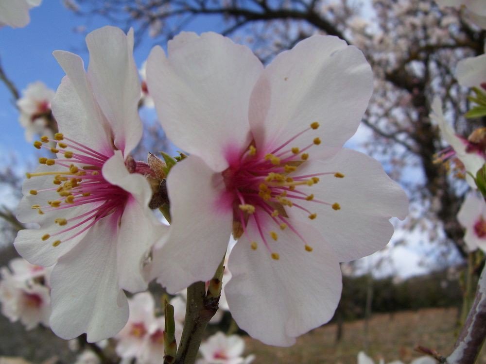 Patimoma56's tweet photo. 🌸 #BienvenidoMarzo 🌸
 Cuando Marzo va a mediar, debe la Primavera empezar.
       Refrán
  #FelizViernes #FelizFinde https://t.co/F2EGUKLaJq