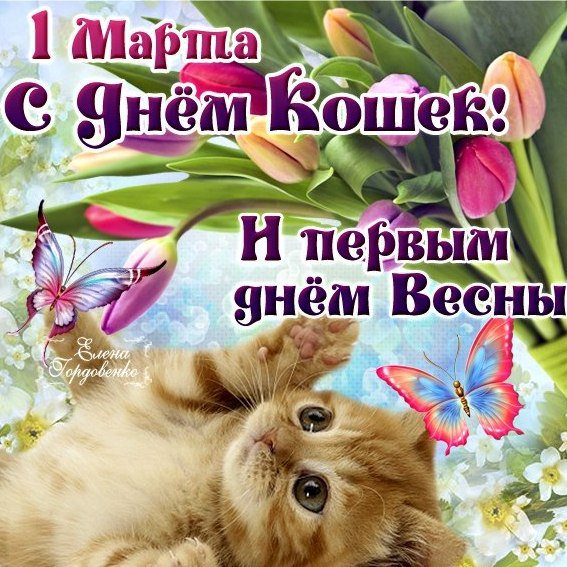 Картинки с днем весны и кошек, тебя любим