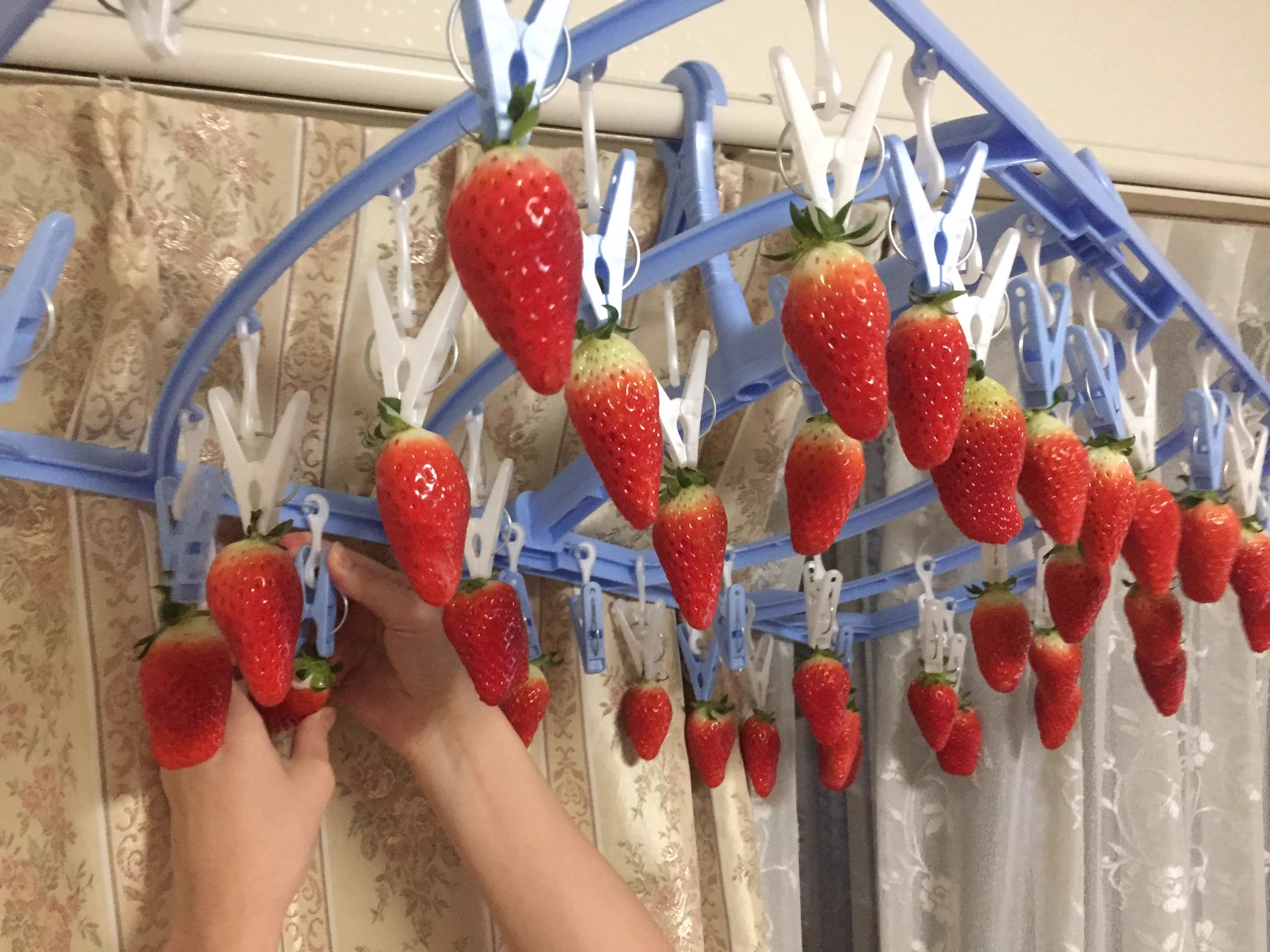 こんないちご狩りは初めてｗｗｗ家の中で出来るよ！ｗｗｗ