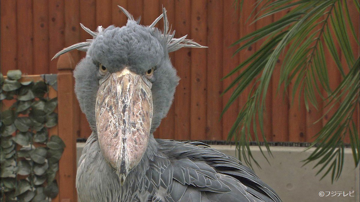 めざましテレビ どようびあにまる では 動かない鳥 として有名な ハシビロコウ を紹介するよ 鋭い眼光と大きなクチバシのインパクトがすご い ๑ D 8時台に放送予定 めざましどようび