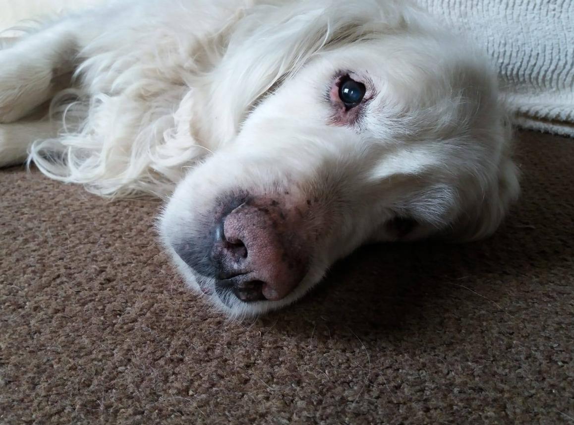 LexiAndPals's tweet photo. Meet Baz

He's a 12 year old golden retriever who is going to be my companion for the next few days. Can't see us having too much trouble with him.

we are @LexiAndPals 
https://t.co/nUb1BcIYwS 

#Dogwalking #DogSitting #PetBehaviour #Evesham #worcestershire #ChippingCampden https://t.co/pUUrGe1Loo