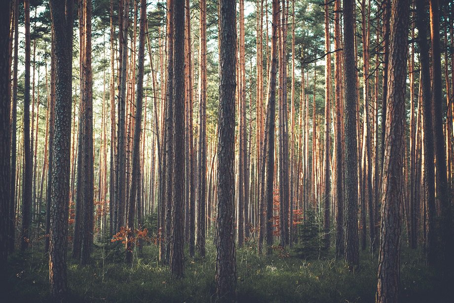 Under EU law, The EU Timber Regulation aims to reduce illegal logging by ensuring that no illegal timber or timber products can be sold in the EU. Read more about our ethos here bit.ly/2DXxeeK