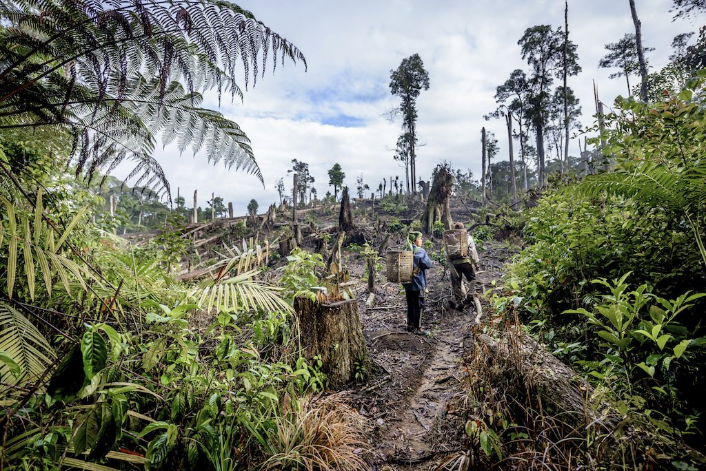 How Finance Can Reduce Deforestation: "<a href="/theGEF/">Global Environment Facility (GEF)</a> recognizes the connection between agriculture &amp; tropical deforestation, &amp; that the financial sector can play a key role in removing deforestation from commodity supply chains..." bit.ly/2XvMvet