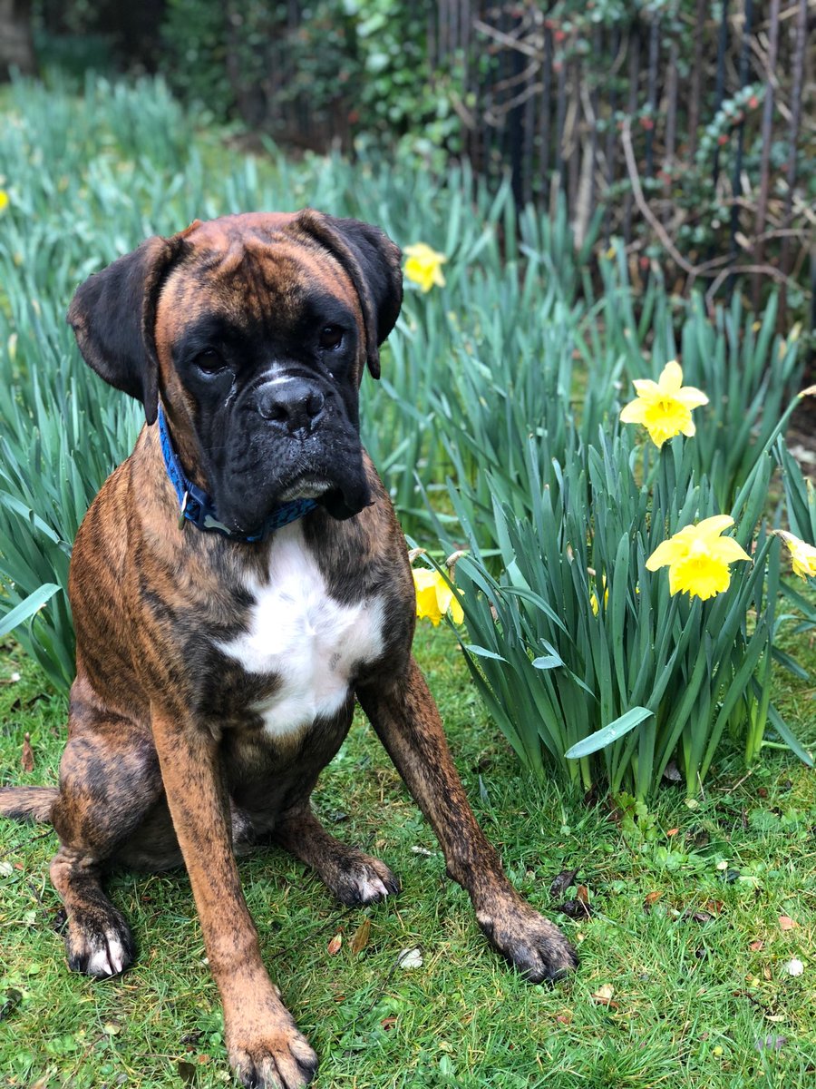 Sonny would like to wish all our customers a happy St David’s Day! #StDavidsDay #DyddGwylDewiHapus #Boxers #penarth