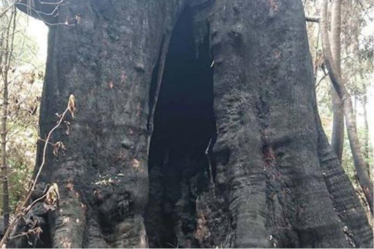 It is a great relief to hear that Centurion – the world's tallest flowering plant, measured to over 100 metres tall last year by The Tree Projects – survived the fires in southwest Tasmania. mobile.abc.net.au/news/2019-02-2… #bushfire #fireecology #eucalypts