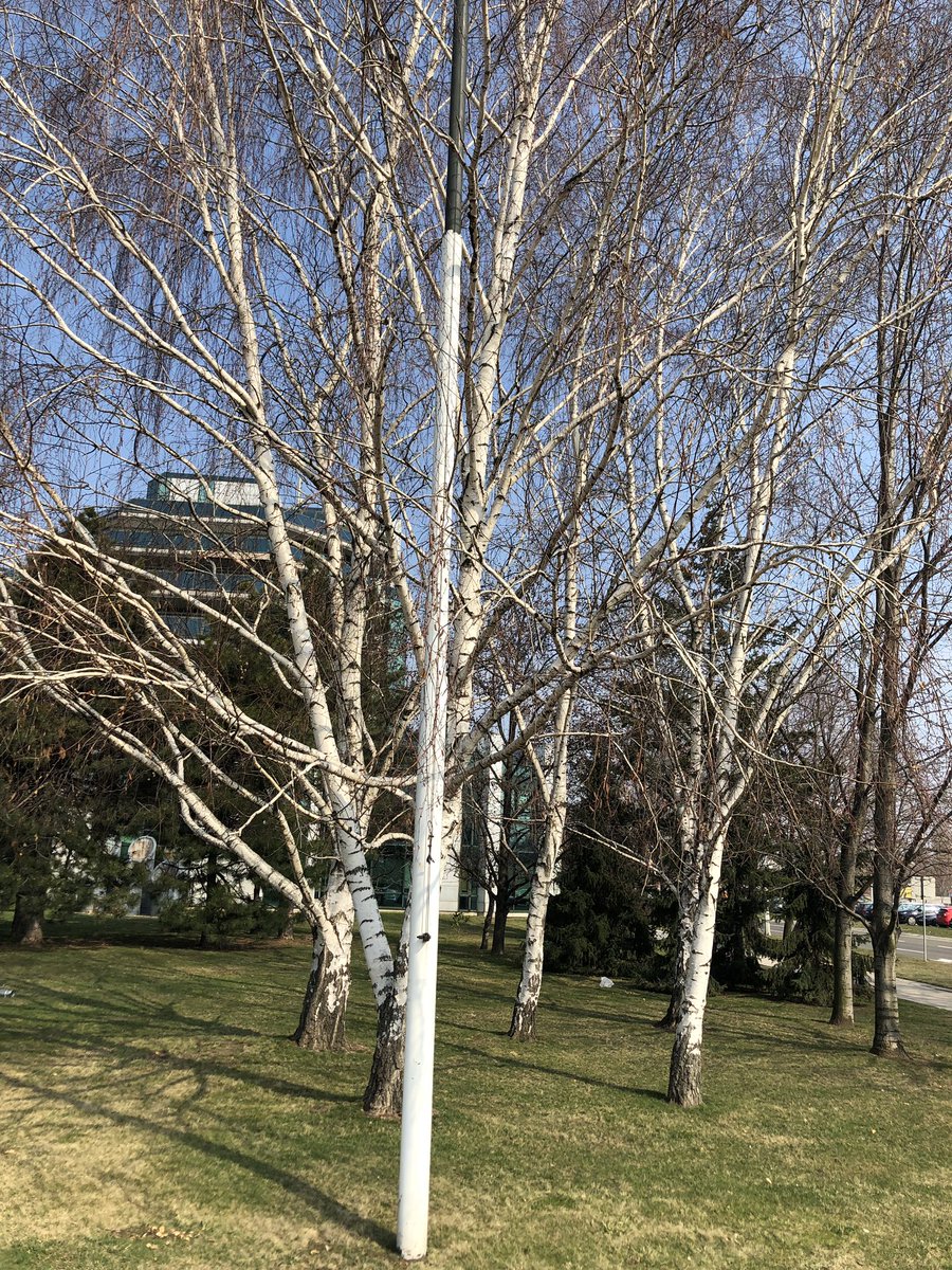 Breze u našem parku. #springiscoming #offices #nbgp https://t.co/TWCZvncD7O