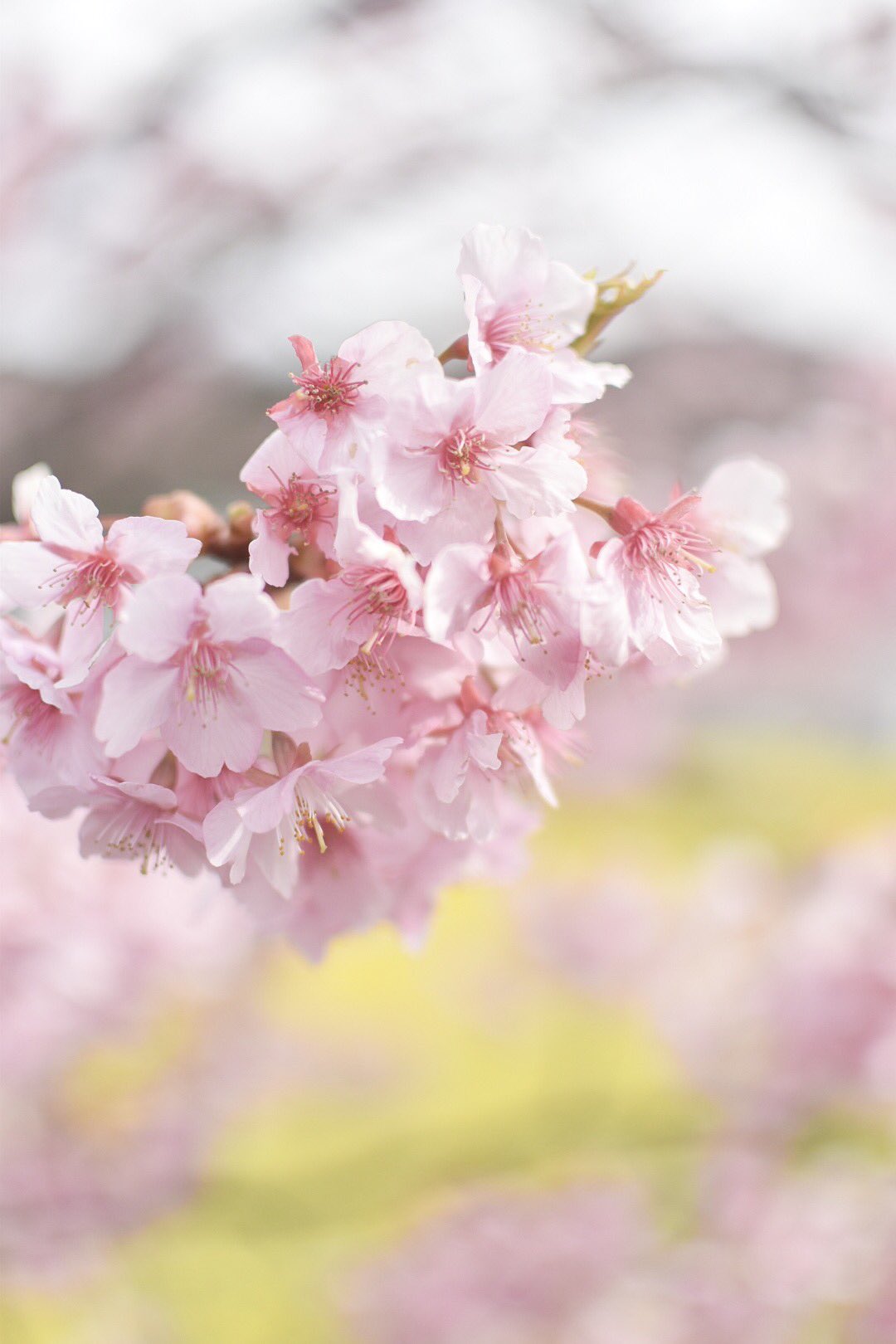 みずき 桜 縦写真です Photography Nikon D5500 一眼レフのある生活 写真好きな人と繋がりたい ファインダー越しの私の世界 レタッチ 河津桜 T Co Wexguquovv Twitter