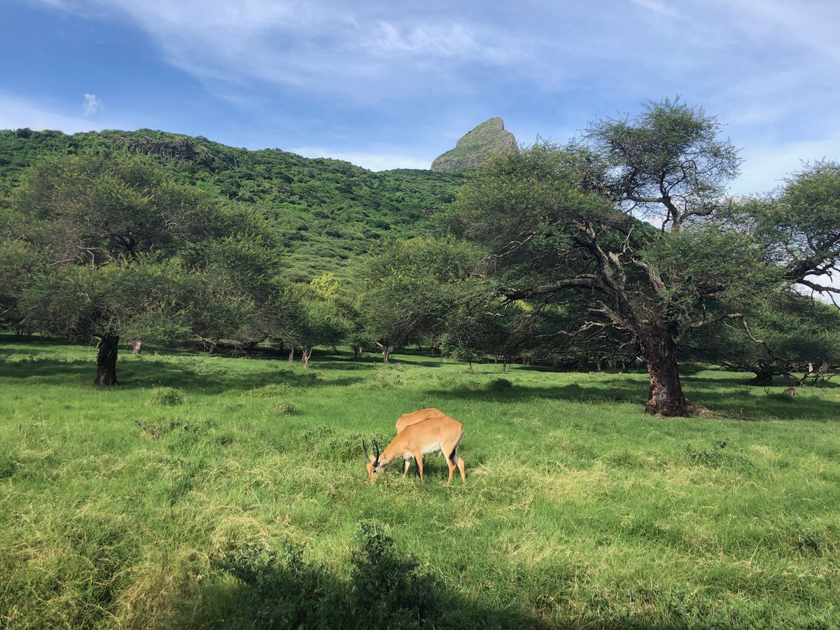 expertcarbon's tweet photo. Enjoying animals view in Mauritius #natureprotection #tropicalclimate #Mauritius #carbonexpert https://t.co/EZRPgJKeG9