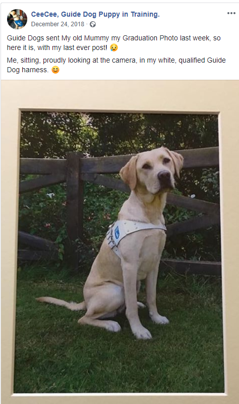 CountyContract's tweet image. Update to all of you who supported our 5 charities in 2016 inc the #excellent @guidedogs our #puppy #CeeCee qualified in December and is helping her new owner in lovely #Seaton  - Go Girl!