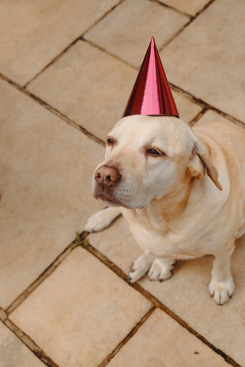 I put my dogs in birthday hats for a blog post and it's one of the best decisions I've ever made. They are now framed and hanging on my bedroom wall! 😂 katiepix.com/dog-cake/