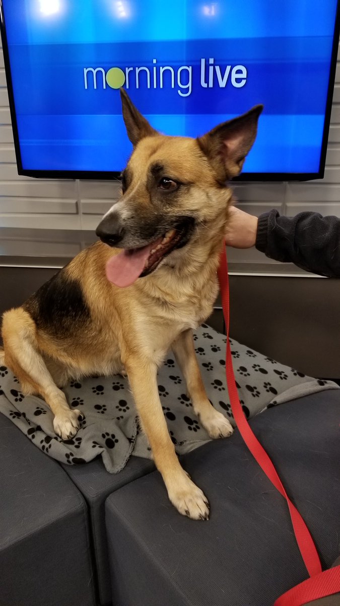tansyko's tweet image. Happy #Adoption news!! Daisy who appeared on our #AdoptablePets segment on Monday has found her forever home!! All the best Daisy!! @LincolnCountyHS