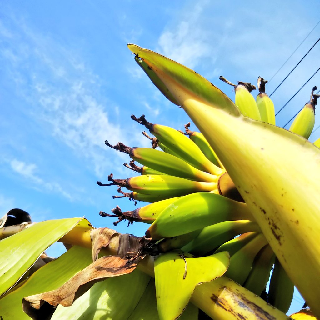 Tossau 種子島 朝練ランニング で運んで 朝一で植え付けして袋栽培で育成スタート 3株とも状態のいい苗でラッキー ドワーフモンキーバナナ 袋栽培 バナナ露地栽培 ザワワ農園 種子島 ザワワ村 小牧支所 マイdash村 Tossau 種子島 朝練ランニング で運んで 朝一で植え付けして袋栽培で育成スタート 3株とも状態のいい苗でラッキー ドワーフモンキーバナナ 袋栽培 バナナ露地栽培 ザワワ農園 種子島 ザワワ村 小牧支所 マイdash村