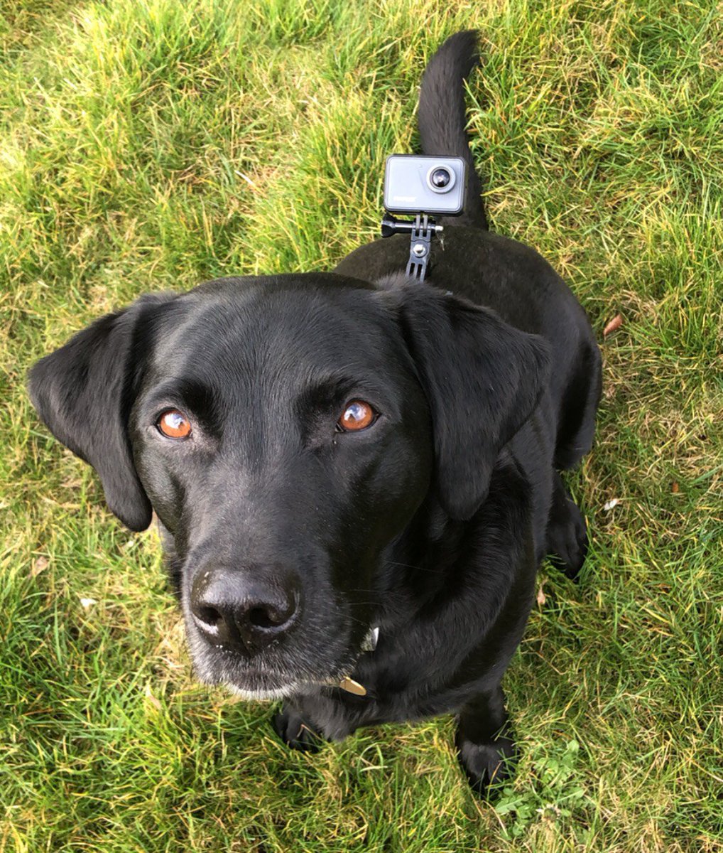 🐕🎥 Rumbo Cam 🐕🎥

Stay tuned as we get a glimpse into a day in the life of the Production Park office dog... RUMBO.

Woof!

#OfficeDog #Rumbo #Akaso #GOPRO #BlackLab #labrador #ProductionPark @office_dog