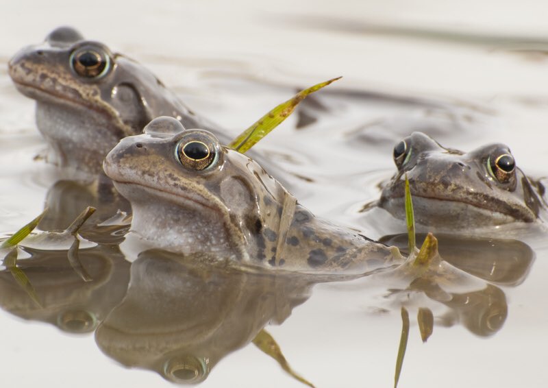 WTSWW's tweet photo. #FunFactFriday 🐸

Did u know that #Frogs don’t drink water with their mouths; they “drink” by absorbing water through their skin!    #WildlifeAdventures #YearOfDiscovery 

If you’d like to do your bit to help these awesome amphibians why not create a frog pond in your garden. 🐸 https://t.co/zUzZdNBGJA