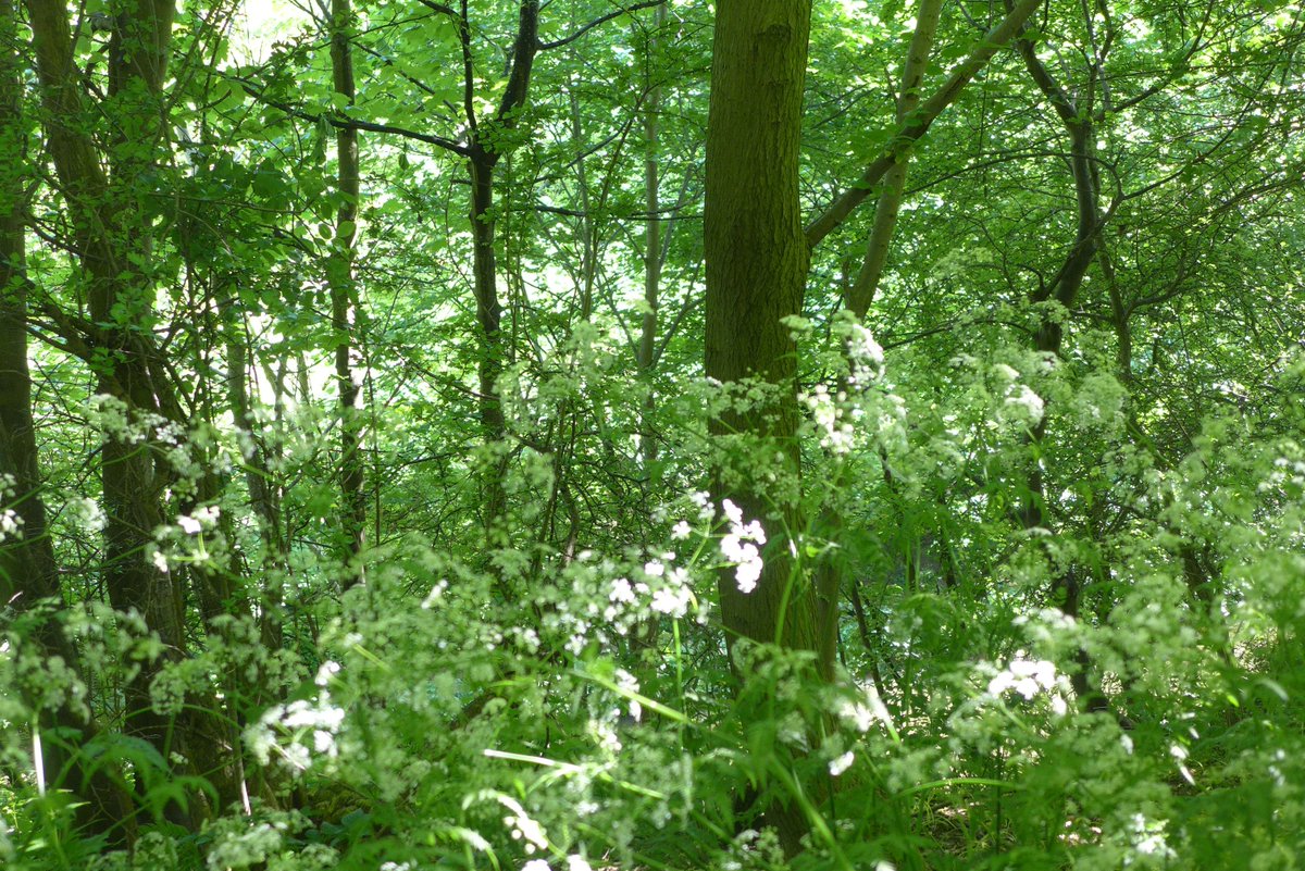 LFGNP's tweet photo. The new Biodiversity Challenge Fund (BCF) from @nature_scot has a budget of up to £2 million, for projects to benefit priority habitats and species, and help Scotland meet its international #biodiversity commitments. https://t.co/iJKwD6Uyzn EOI required by 22 March 2019. https://t.co/WaDr6mxNLa
