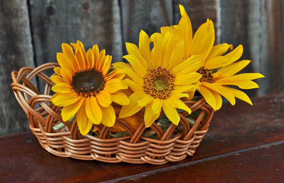 FruttAmaMi's tweet photo. Chi ti ama ti strappa dagli occhi la malinconia, e ci semina campi di girasoli 🌻🌻🌻
Fruttamami - Alimenta l'Amore per la Vita
Festival dei frutti della natura... per il corpo e per l'ambiente 
#fruttamami #salute #benessere #felicità #girasoli #saporedelsapere https://t.co/KJFJurNxXU