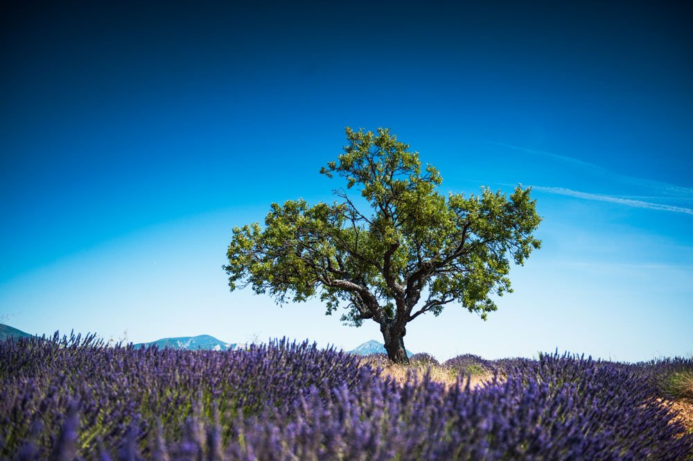 Un été en Provence pour pouvoir admirer le plateau de Valensole, ses champs de lavandes, ses lumières et ses paysages uniques ! Les couleurs, l'odeur des lavandes et le soleil feront de ce week-end photo un cadre exceptionnel.
RDV ICI pour plus d'infos: bit.ly/ProvenceVPP