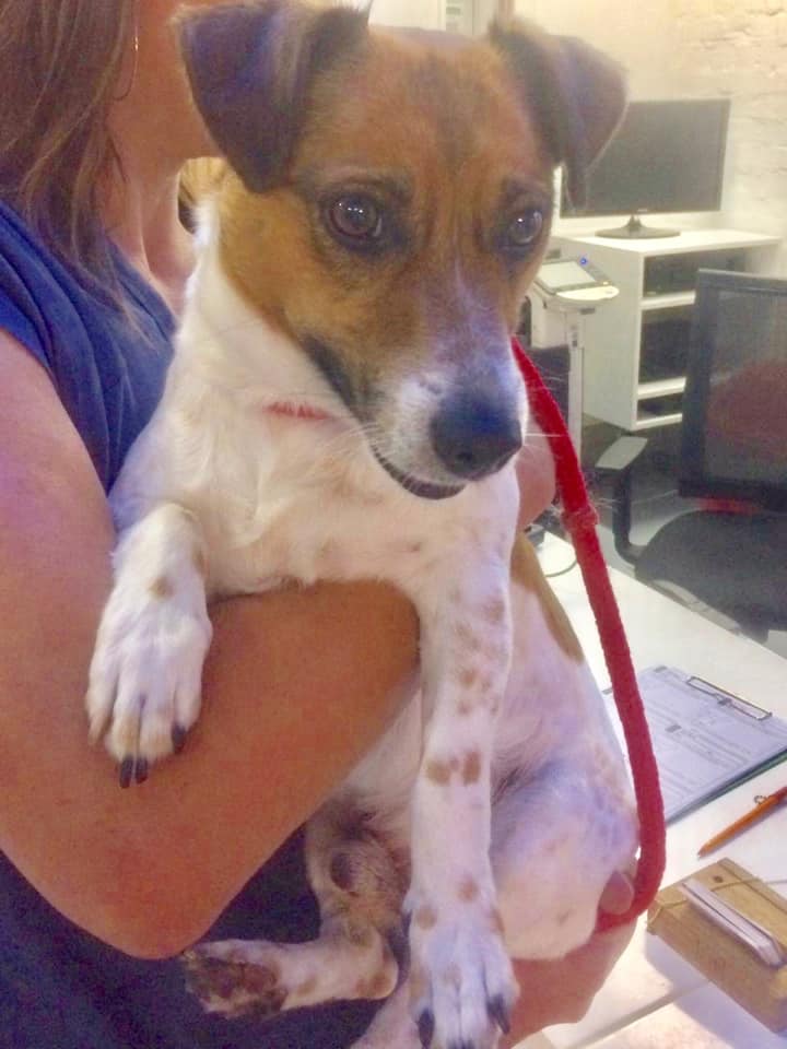 spca grassy park adoptions