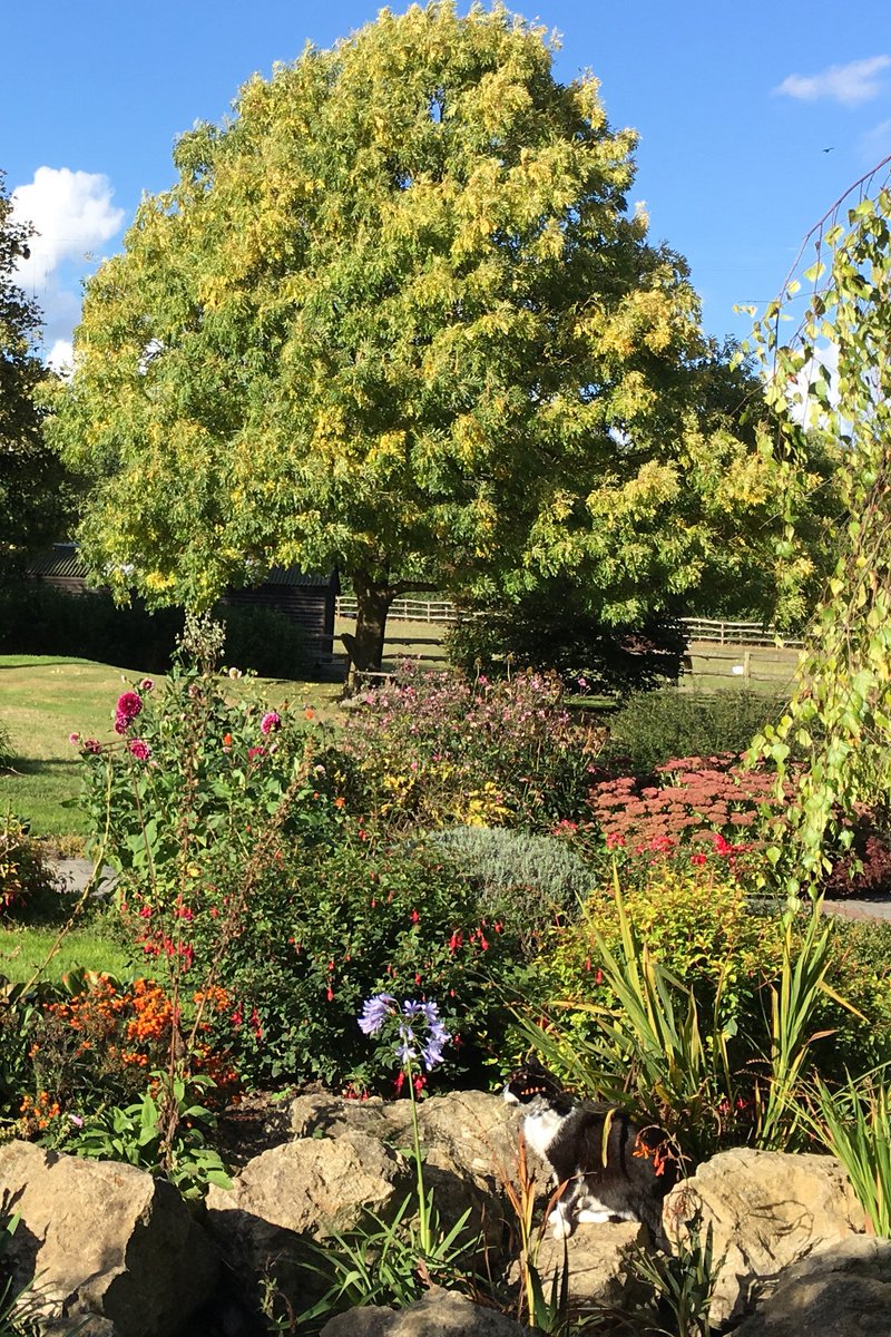 Shoreham Open Gardens Safari tweet media