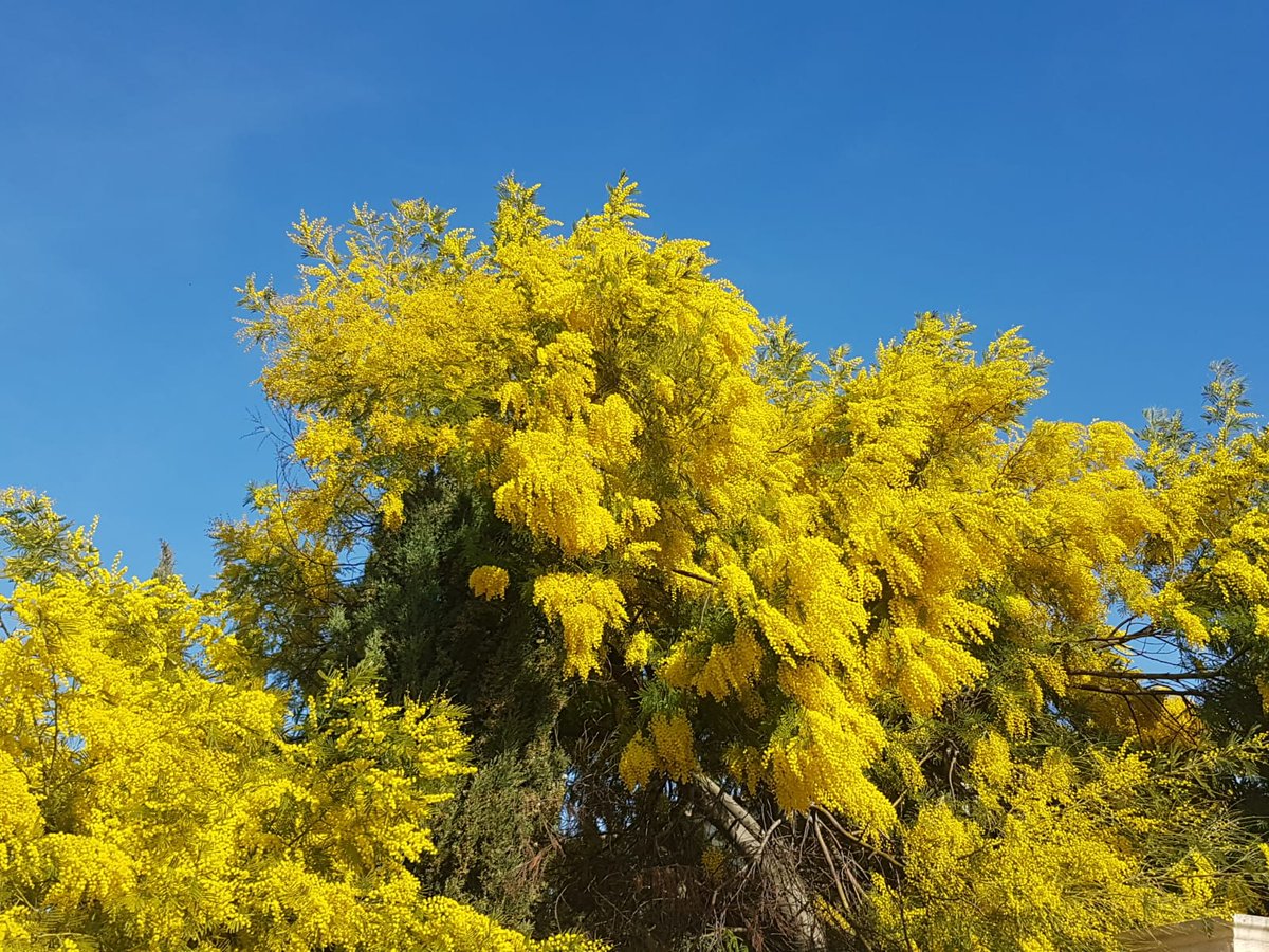 OlivesVines's tweet photo. With the weather rapidly warming up we are already seeing lots of blossom and flowers. A truly beautiful time of the year!
#springinprovence #springholiday #halfterm #provence #magicalspring #olivesandvines https://t.co/aOKPrLqpBE