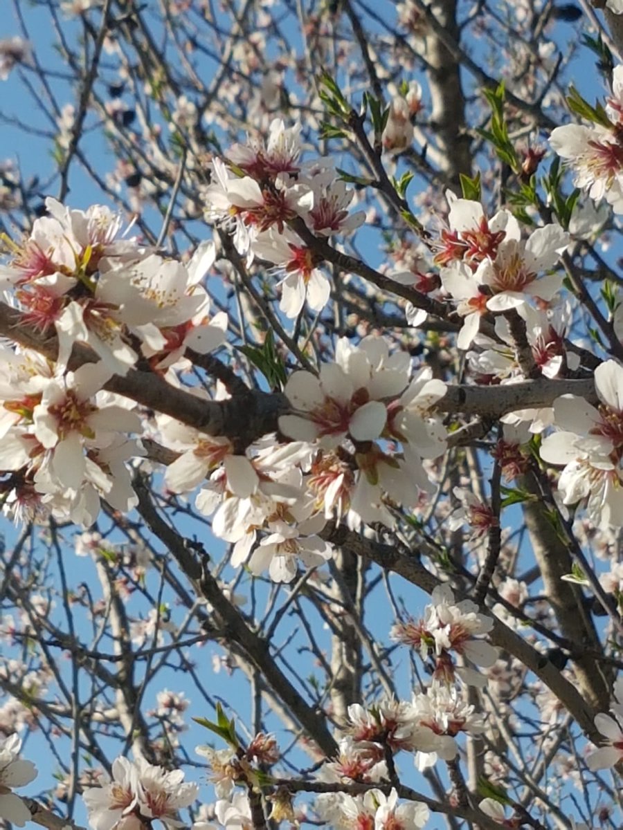 OlivesVines's tweet photo. With the weather rapidly warming up we are already seeing lots of blossom and flowers. A truly beautiful time of the year!
#springinprovence #springholiday #halfterm #provence #magicalspring #olivesandvines https://t.co/aOKPrLqpBE