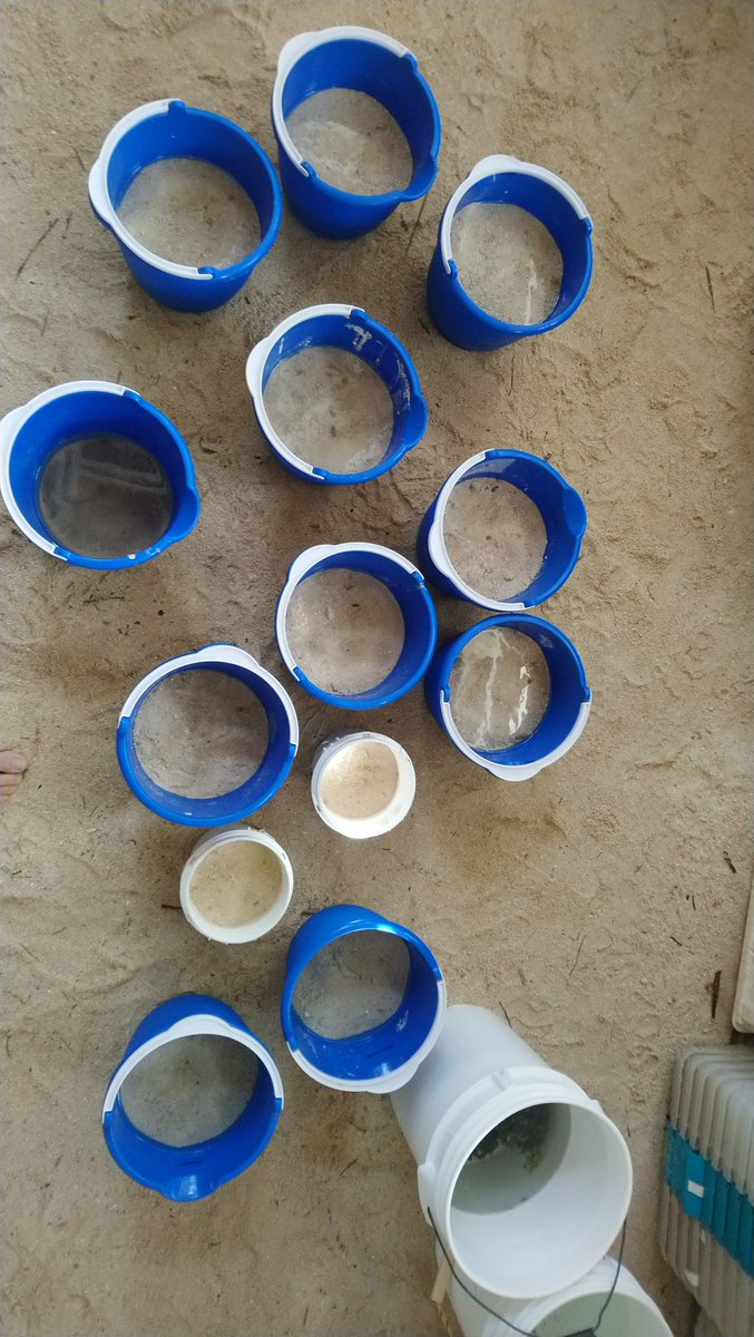 FScharhauser's tweet photo. Last days of our field trip to #CBC were busy with getting the last samples and wrapping everything up. Of course we noted our stay in the station log are now on our way home. #Belize #marine #nematodes #Stilbonematinae #thiotrophic #symbiosis #taxonomy #phylogenomics https://t.co/MbNgz4QfOM