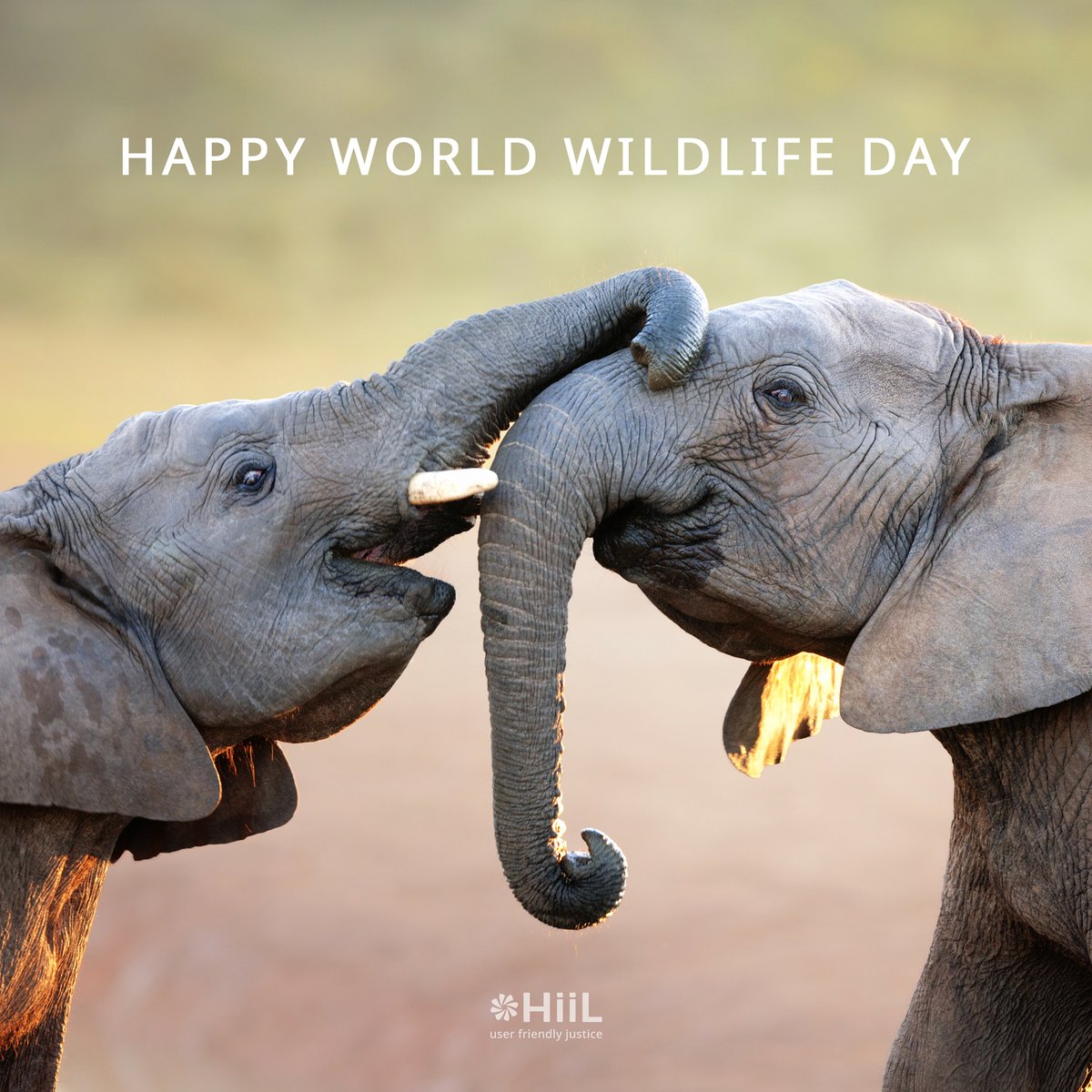 InnoJustice's tweet photo. Elephants need fair solutions too! Let's celebrate work for more wildlife justice @WJC #worldwildlifeday #WWD2019 #elephants #justice #alltogether #DoOneThingToday #Relationships #FairSolutions #blueplanet https://t.co/xaXmD1dF4t