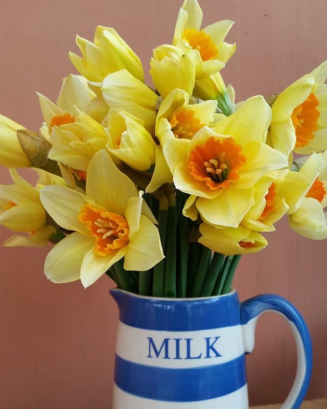 Dydd Gwyl Dewi Hapus - Happy Saint David's Day everyone.

#saintdavidsday #daffodils #spring #1stmarch #march #newmonth #blue&whitepottery #cornishware #floralinspiration #flowersofinstagram #jonathanmoseley ift.tt/2VsDO2L