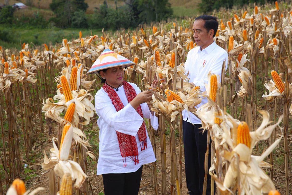 Panen raya jagung di perbukitan daerah Kwandang, Gorontalo Utara, siang ini.

Tahun lalu, produksi jagung Gorontalo sebesar 1,5 juta ton, 113 ribu ton di antaranya diekspor.