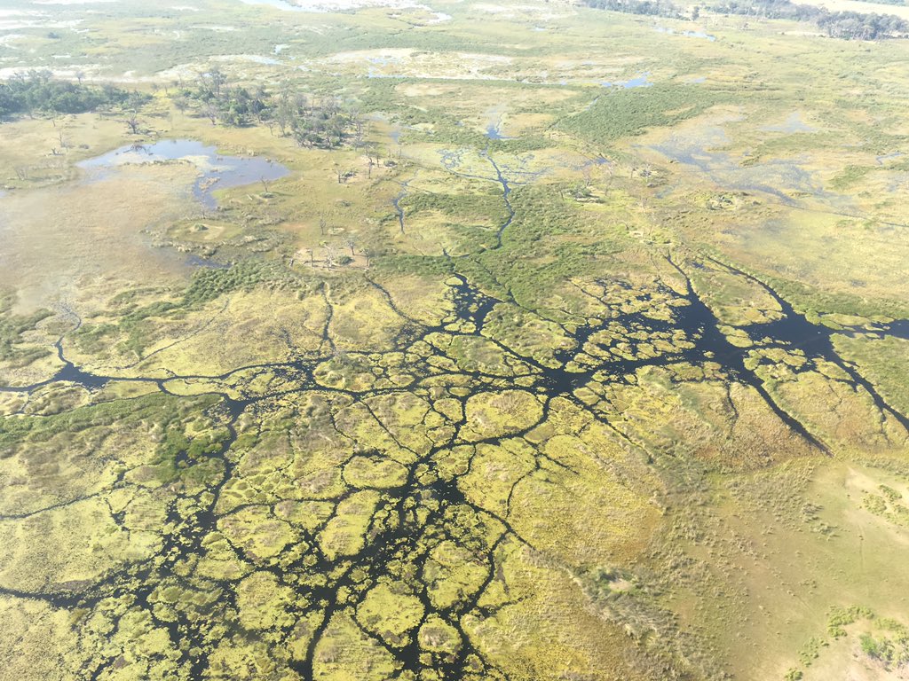 井野 翔太 卒業旅行 7ヶ国目 ボツワナ 世界最大の内陸デルタであるオカバンゴ デルタの絶景やその恵みの水を求めて動物が行き交う姿に終始感銘を受けました 水草を分け入って進むカヌーもアドベンチャー感満載でした