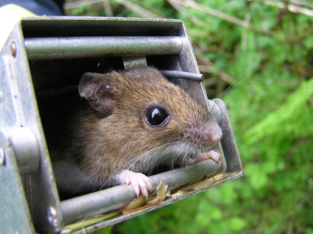 Do you have Longworth traps? Do you want to help with our latest small #mammal trapping project? Could you either get involved yourself or loan out the traps you have to our volunteers? Please contact info@themammalsociety.org if the answer is yes! 🐭 (c) L. Staines