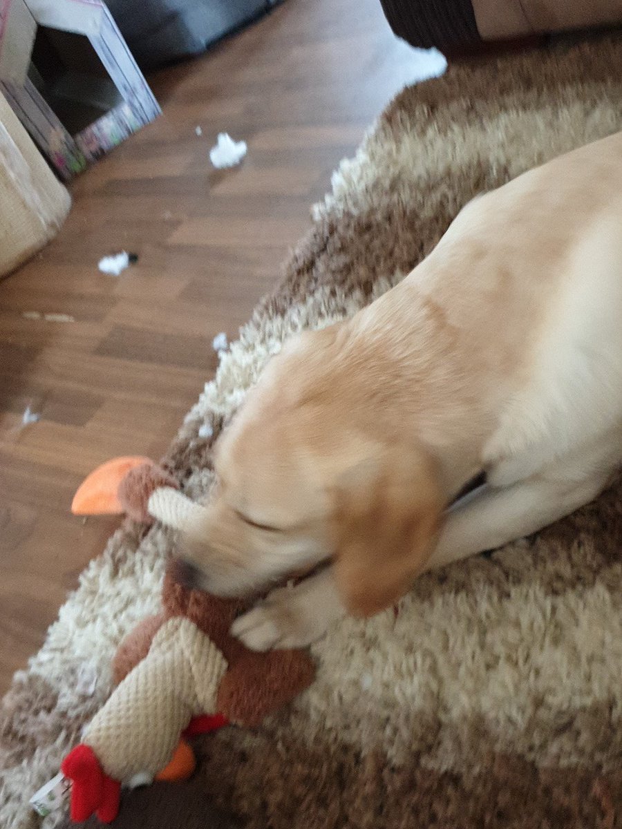 Little_Miss_Jag's tweet photo. Well @goDogToys your chewguard technology failed this time - clever pup worked out the chicken's weakness! It lasted less than a day! #poorchicken #labradorlovestochew #failed https://t.co/ZUx5RpSgYa