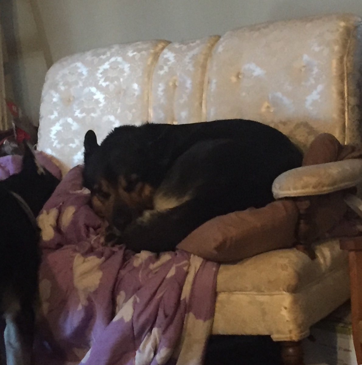 LisaShelswell's tweet photo. @DinaPugliese @BTtoronto this is our couch 🤷🏼‍♀️💕 have a great day https://t.co/tPWc2daw9i