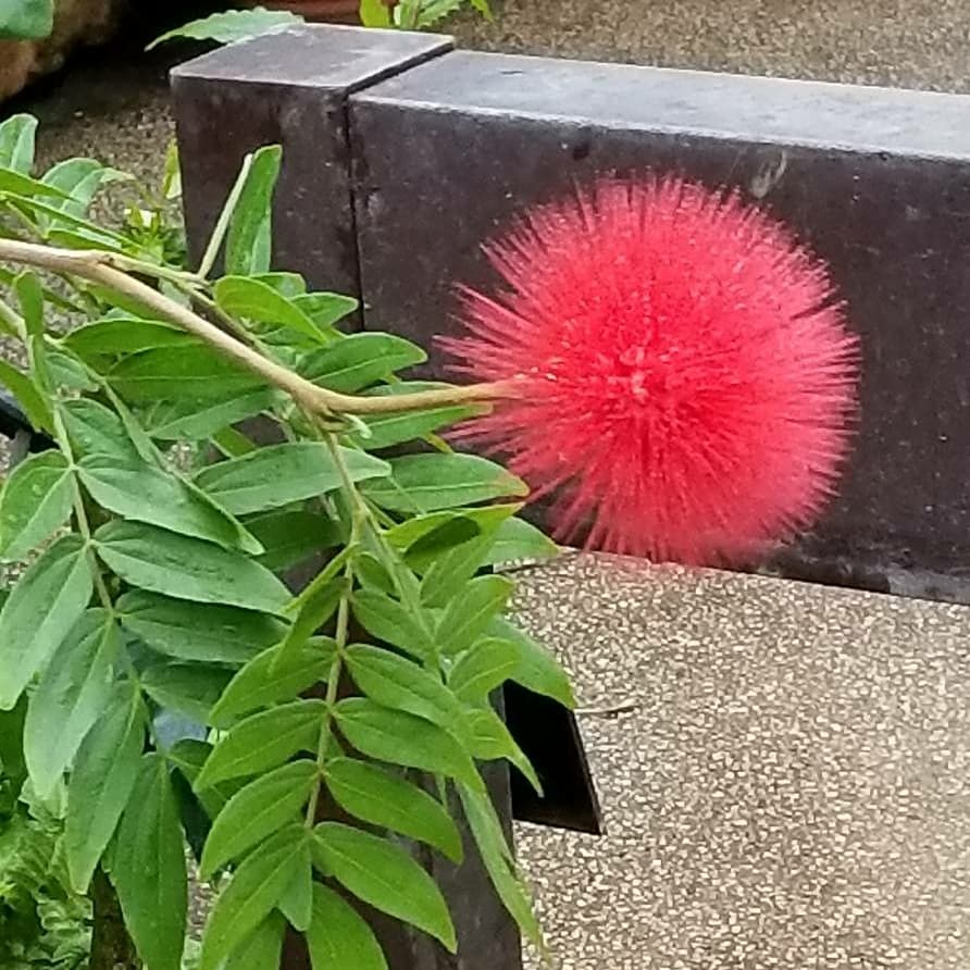 Calliandrahaematocephala