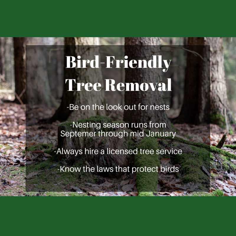 torontotreesgta's tweet image. RT  RT  RT  RT @jaxtreeremoval: With Spring around the corner, just a bird-friendly tree removal reminder. #treeremova…