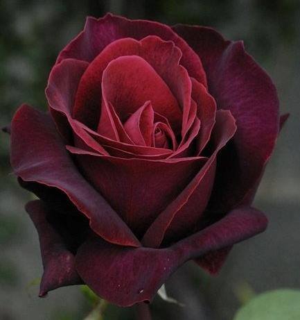 ذَکروُكَ عِندِي فِي حَدیثٍ عَابرًا ..

وَما نِسيانُ الأحِبَّة سِوى أَوهَاامٌ !

🥀ٌ💭