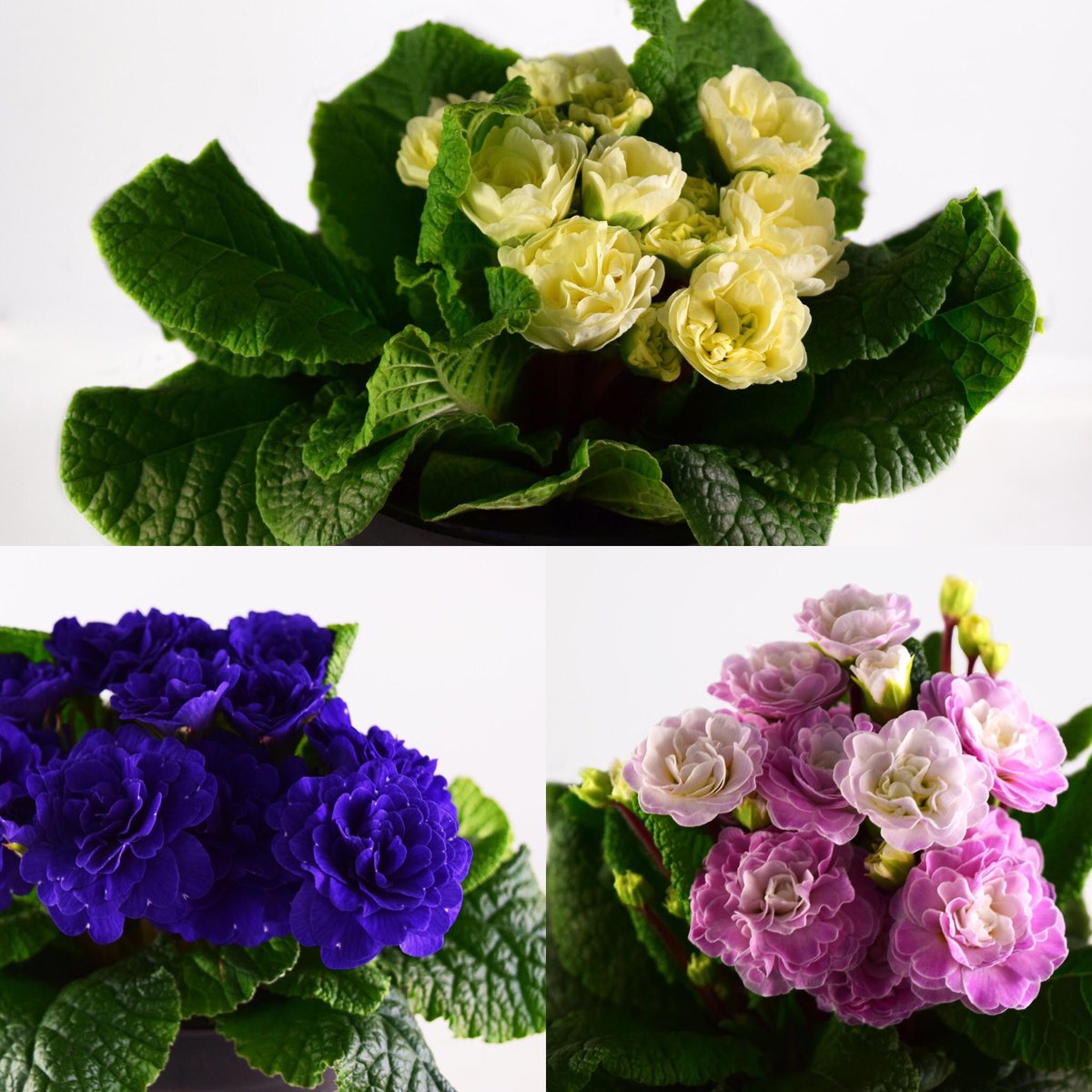 Skagit Gardens tweet media