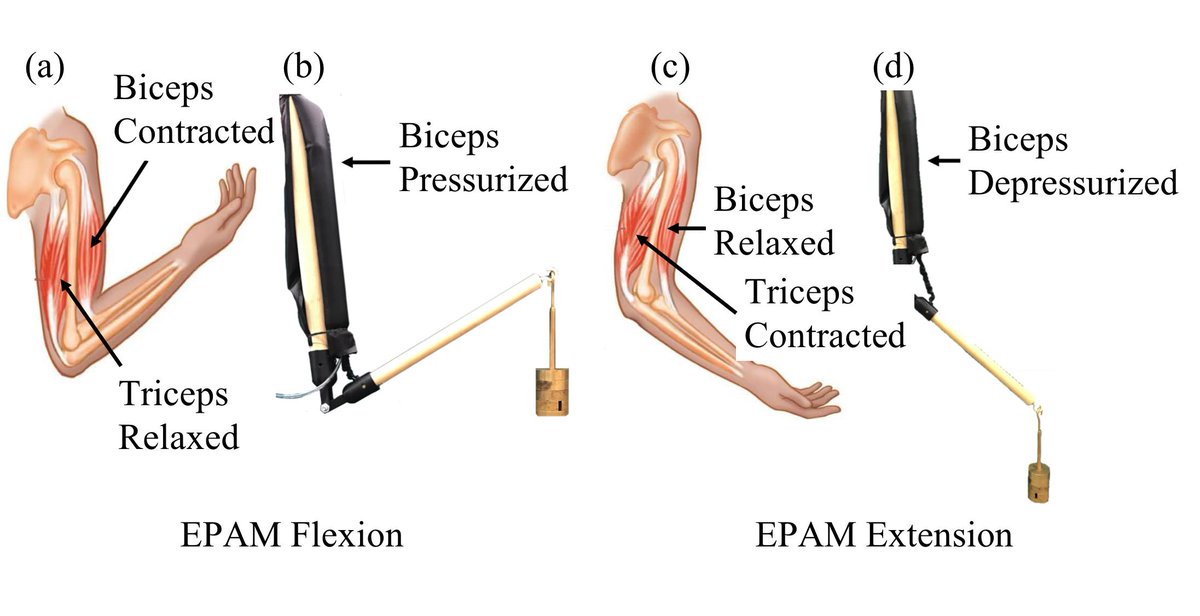 STAJAFRI's tweet image. Ready to present #EPAM: Eversive Pneumatic Artificial Muscle at The 2019 IEEE International Conference on Soft Robotics (RoboSoft 2019) #PAM #robosoft #robosoft2019 #softrobotics #softrobotics2019 #EversionRobot #ArtificialMuscle