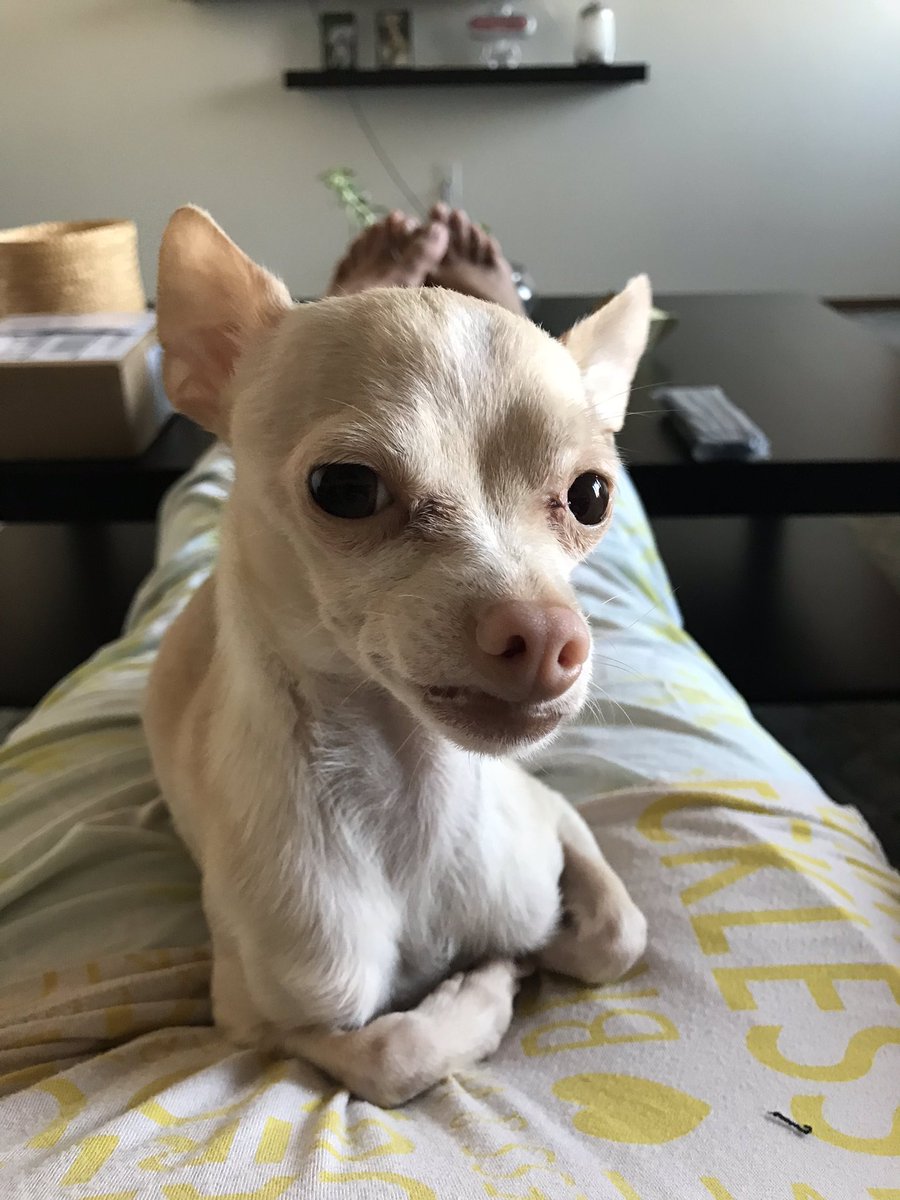 khimyr's tweet photo. What cha sayin?! 🥴 @VirginRadioWPG #Doggo1031 https://t.co/etkxfQqRSk