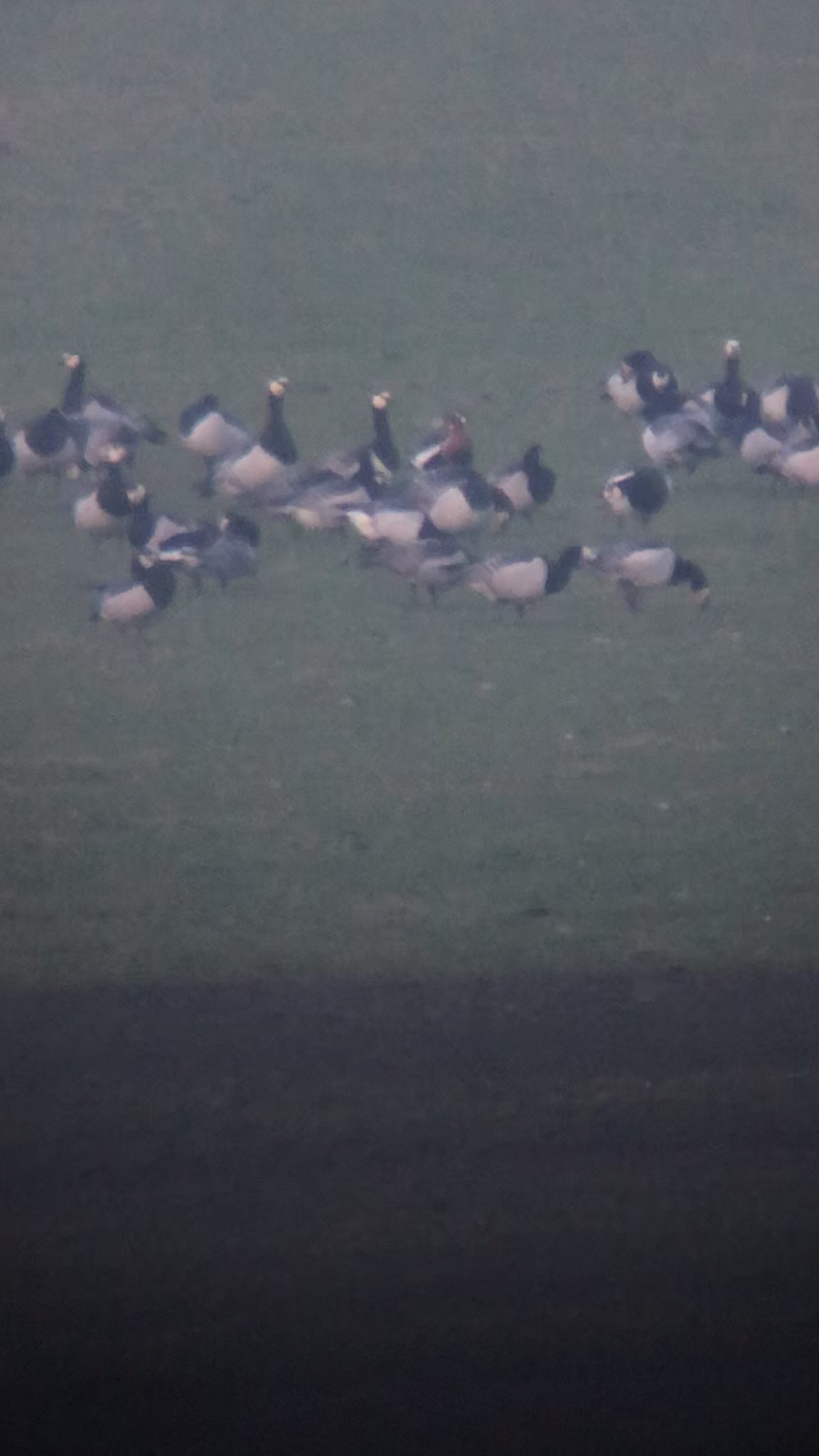 Bill Aspin On Twitter A Distant Red Breasted Goose Amongst A Flock Of 