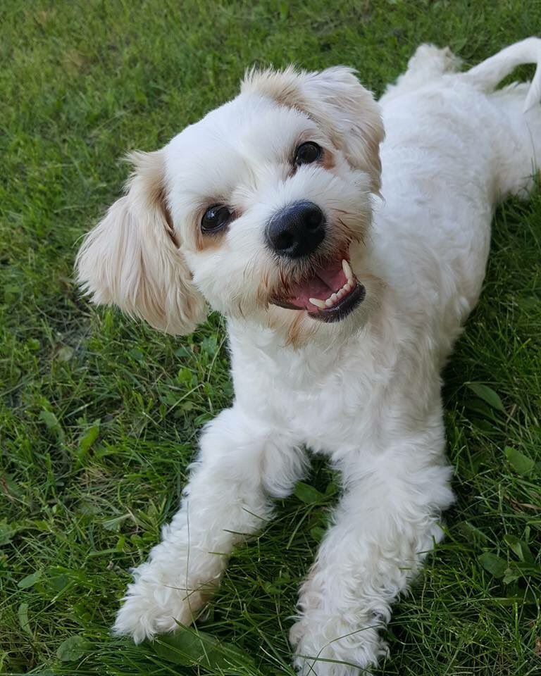 khimyr's tweet photo. Summer hurry up! I want my grass! @VirginRadioWPG #Doggo1031 https://t.co/YjYWOkpsMM