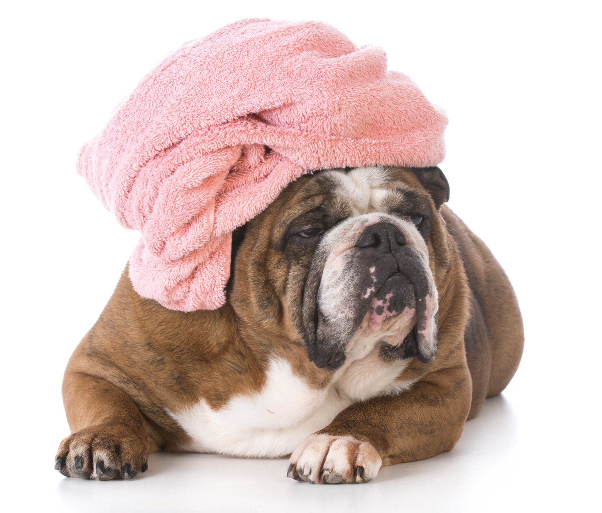 banho ou escovação em seu bulldog inglês