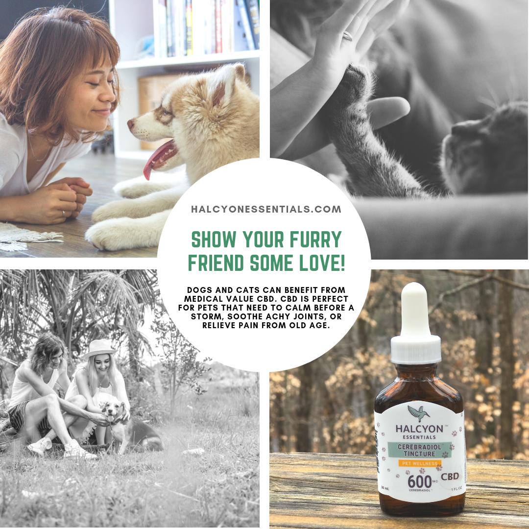 🐶🐱🐕🐈
Hey animal lovers, this one is for you!
.
.
.
#cbd #atl #spa #beauty #wellness #cbdoil #cbdlife #cbdhelps #healthylifestyle #naturalmedicine #naturalfood #cbdvape #tincture #spa #chiropractor #chiropractics #therapy #physicaltherapy #pharmacy #pethealth #mentalhealth