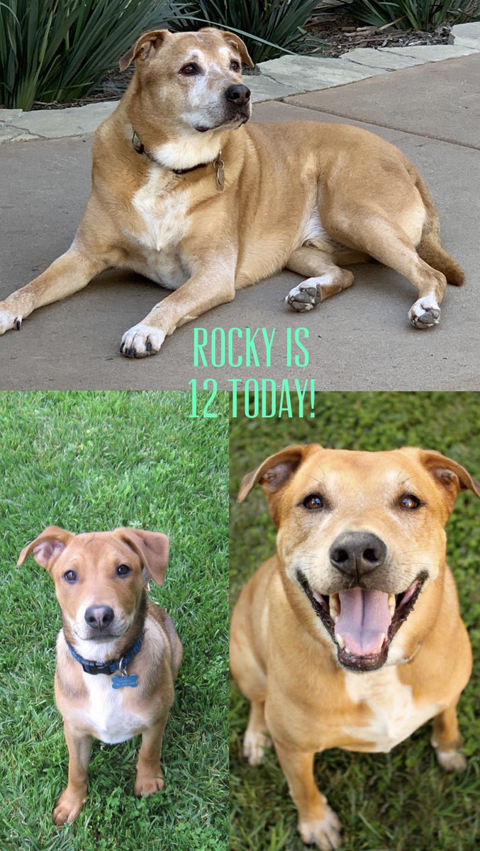 BalancedPetLife's tweet photo. Happy Birthday Rocky!  Rocky has allergies so he thrives on a home-cooked, nutritionally balanced, diet! https://t.co/Vmy8oHuUHN